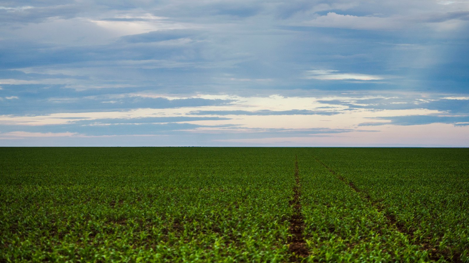 Rows of young green crop plants stretching to a flat horizon under a broad, cloudy sky